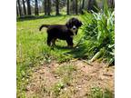 Bernese Mountain Dog Puppy for sale in Piedmont, MO, USA