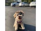 Schnauzer (Miniature) Puppy for sale in Charlotte, NC, USA