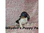 Dachshund Puppy for sale in Atlanta, GA, USA