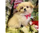 Pekingese Puppy for sale in Annapolis, MD, USA