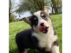 Pembroke Welsh Corgi Puppy for sale in Orrville, OH, USA