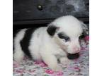Pembroke Welsh Corgi Puppy for sale in Orrville, OH, USA