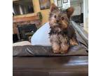 Yorkshire Terrier Puppy for sale in North Las Vegas, NV, USA