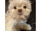 Shih Tzu Puppy for sale in Birch River, WV, USA