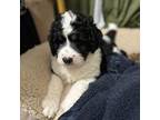 Mutt Puppy for sale in Ocean Springs, MS, USA