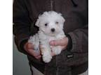 Maltese Puppy for sale in Free Union, VA, USA