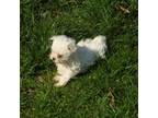 Maltese Puppy for sale in Free Union, VA, USA