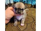 Chihuahua Puppy for sale in Ashland, WI, USA