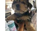 Mutt Puppy for sale in Live Oak, FL, USA