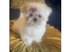 Maltese Puppy for sale in Denver, CO, USA