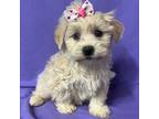 Maltipoo Puppy for sale in Lancaster, KY, USA