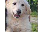 Golden Retriever Puppy for sale in North Augusta, SC, USA