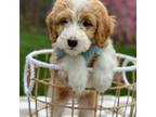 Mutt Puppy for sale in Beach City, OH, USA