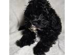 Cavapoo Puppy for sale in Lexington, TN, USA