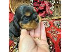 Cavalier King Charles Spaniel Puppy for sale in Greenville, SC, USA