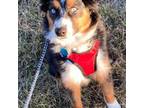 Miniature Australian Shepherd Puppy for sale in Chickamauga, GA, USA