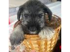 Schnauzer (Miniature) Puppy for sale in Oklahoma City, OK, USA