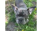 French Bulldog Puppy for sale in Minneapolis, MN, USA