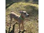 Great Dane Puppy for sale in Carver, MA, USA