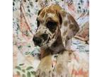 Great Dane Puppy for sale in Old Town, FL, USA
