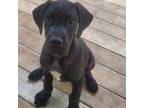 Great Dane Puppy for sale in Red Level, AL, USA