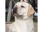 Labrador Retriever Puppy for sale in Queenstown, MD, USA