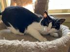 Adopt Opey a Black & White or Tuxedo Domestic Shorthair (short coat) cat in