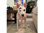 Adopt Pattie a White - with Black Pit Bull Terrier / Mixed dog in Pattison
