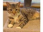 Adopt Rapscallion a Domestic Shorthair / Mixed (short coat) cat in Portland