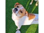 Adopt Young Sim a White - with Tan, Yellow or Fawn Jack Russell Terrier / Jindo