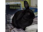 Adopt Nitro a Other/Unknown / Mixed rabbit in Richmond, CA (38344232)