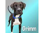 Adopt Grimm a Coonhound dog in Cortland, NY (38587237)
