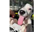 Adopt Cody a Labrador Retriever / Border Collie dog in Denver, CO (38543103)