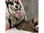 Pembroke Welsh Corgi Puppy for sale in Princeton, NC, USA