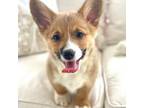 Pembroke Welsh Corgi Puppy for sale in Snow Hill, NC, USA