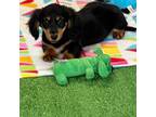 Dachshund Puppy for sale in Gaffney, SC, USA