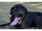 Adopt Paperclip a Black Labrador Retriever / Mixed dog in Newton, KS (38452103)