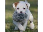 Parson Russell Terrier Puppy for sale in Riverside, CA, USA