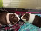 Adopt Jenny (fostered in Bellevue) a Guinea Pig small animal in Papillion