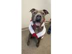 Adopt Zoey a Gray/Blue/Silver/Salt & Pepper Mixed Breed (Large) / Mixed dog in