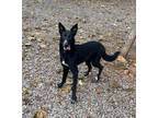 Adopt Deacon a Border Collie / Mixed dog in Batesville, AR (37478090)