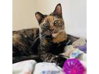 Adopt Cara a Tortoiseshell Domestic Shorthair / Mixed cat in Green Bay