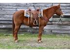 Stocky 15yo Sorrel QH Gelding Trail Horse