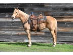 Beautiful 12yo Palomino Mare Trail Horse
