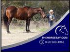 Seasoned, Safe Bay Quarter Horse Gelding - Available on [url removed]