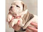 Olde English Bulldogge Puppy for sale in Belle Plaine, MN, USA