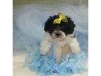 Maltipoo Male Puppy