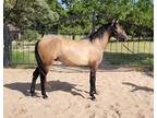 2021 Rose Gray Gelding for sale