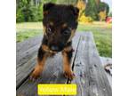 German Shepherd Dog Puppy for sale in Winterville, GA, USA