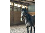 14 year old gelding